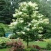 Ivory Silk Japanese Lilac Tree 1 Ivory Silk Japanese Lilac Tree -Garden Plant Store Ivory Silk Lilac 600x600 d6c141fb 9a23 47bf 8d02 1dc916db7bc9