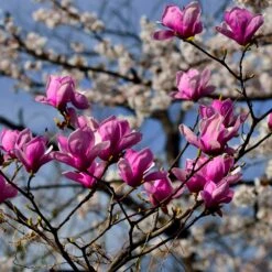 Jane Magnolia -Garden Plant Store Jane Magnolia 4 FGT