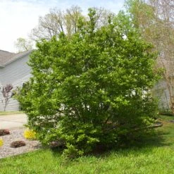 Jane Magnolia -Garden Plant Store Janr Magnolia 5 FGT