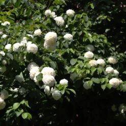 Japanese Snowball Bush -Garden Plant Store Japanese VIburnum 2 FGT