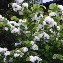 Japanese Snowball Bush -Garden Plant Store Japanese VIburnum 5 FGT