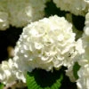 Japanese Snowball Bush -Garden Plant Store Japanese VIburnum FGT 600x600 57eb5798 f201 407e b4b4 50700890e124