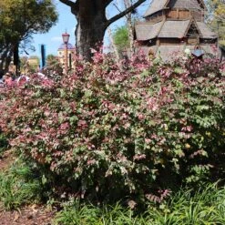 Jazz Hands® Variegated Loropetalum -Garden Plant Store Jazz Hands loropetalum 1 FGT