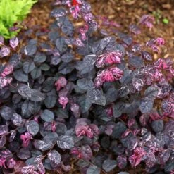 Jazz Hands® Variegated Loropetalum -Garden Plant Store Jazz Hands loropetalum 4 FGT