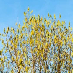 Jefferson Filbert Hazelnut Tree 13 Jefferson Filbert Hazelnut Tree -Garden Plant Store Jefferson Filbert Hazelnut 4