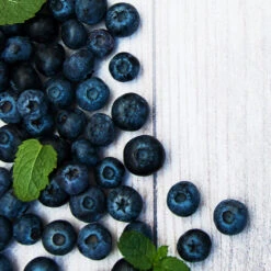 Jewel Blueberry Bush 7 Jewel Blueberry Bush -Garden Plant Store Jewel Blueberry 2