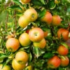 Jonagold Apple Tree -Garden Plant Store Jonagold Apple FGT 600x600 17c5b248 9e99 4948 950e 3bac83c0bd38
