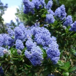 Creeping Mountain Lilac -Garden Plant Store Joyce Coulter California Lilac 2