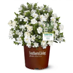 Jubilation™ Gardenia Shrub 9 Jubilation™ Gardenia Shrub -Garden Plant Store Jubilation Gardenia 1