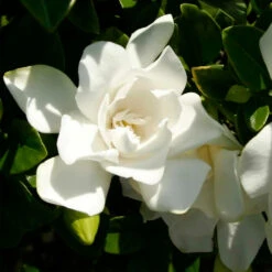 Jubilation™ Gardenia Shrub 10 Jubilation™ Gardenia Shrub -Garden Plant Store Jubilation Gardenia 3