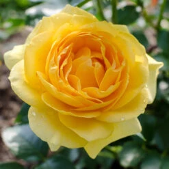 Julia Child Rose -Garden Plant Store Julia Child Rose 2 FGT