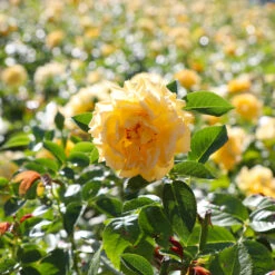 Julia Child Rose -Garden Plant Store Julia Child Rose 4