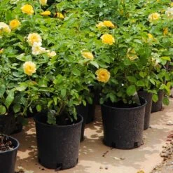 Julia Child Rose -Garden Plant Store Julia Child Rose 7