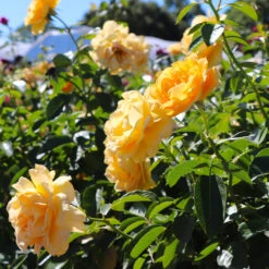 Julia Child Rose Tree -Garden Plant Store Julia Child Rose Tree 8