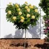 Julia Child Rose Tree -Garden Plant Store Julia Child Rose Tree FGT 600x600 25fabf2f c835 40dd 96da f3d79fb0cde7