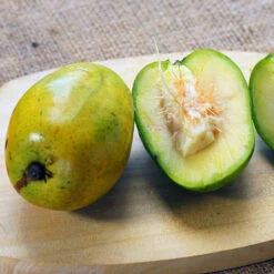 June Plum Tree 8 June Plum Tree -Garden Plant Store June Plum 5