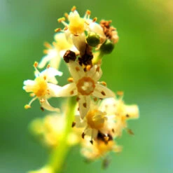 June Plum Tree 9 June Plum Tree -Garden Plant Store June Plum 6