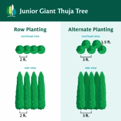 Junior Giant Thuja Tree -Garden Plant Store JuniorGiantThujaTree