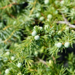 Blue Pacific Juniper -Garden Plant Store Juniper Blue Pacific 1