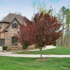 KV' Flowering Plum Tree -Garden Plant Store KV Flowering Plum 4