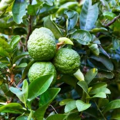Kaffer 'Kieffer' Lime Tree -Garden Plant Store Kaffir Lime 6