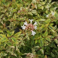 Kaleidoscope Abelia Shrub -Garden Plant Store Kaleidoscope Abelia 2 FGT
