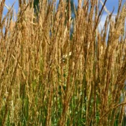 Karl Foerster Grass -Garden Plant Store Karl Foerster Grass 2