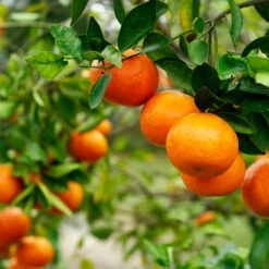 Kishu Mandarin Tree (Seedless) 9 Kishu Mandarin Tree (Seedless) -Garden Plant Store Kishu Mandarin Tree 4