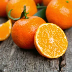 Kishu Mandarin Tree (Seedless) 10 Kishu Mandarin Tree (Seedless) -Garden Plant Store Kishu Mandarin Tree 6