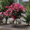 Knock Out® Rose Tree 1 Knock Out® Rose Tree -Garden Plant Store Knockout Rose Tree Red FGT 600x600 5719ae0c cb19 49f9 a38a 85fd12c97728