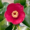 Korean Fire Camellia Shrub -Garden Plant Store Korean Fire Camellia FGT 600x600 a9e192f0 5d14 41bb 81e0 69b14654d63e