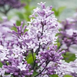 Dwarf Korean Lilac Tree 10 Dwarf Korean Lilac Tree -Garden Plant Store Korean Lilac Tree 2 BB