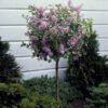 Dwarf Korean Lilac Tree -Garden Plant Store Korean Lilac Tree 3 BB 600x600 22baf837 6d5e 480e 8be0 394b92f5c239
