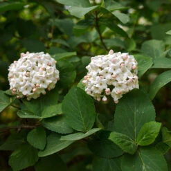 Korean Spice Viburnum Shrub 9 Korean Spice Viburnum Shrub -Garden Plant Store Korean Spice Viburnum 3
