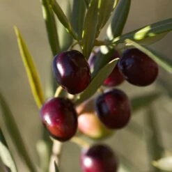 Koroneiki Greek Olive Tree -Garden Plant Store Koroneiki Olive 2 FGT