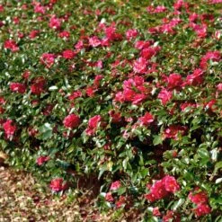 Kramers Camellia Shrub 9 Kramers Camellia Shrub -Garden Plant Store Kramers Camellia FGT 1