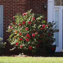 Kramers Camellia Shrub 8 Kramers Camellia Shrub -Garden Plant Store Kramers Camellia FGT 5