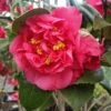 Kramers Camellia Shrub 2 Kramers Camellia Shrub -Garden Plant Store Kramers Camellia FGT 600x600 b6ff6f90 18d4 4af6 8a42 ce6318e1b77d