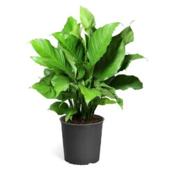 Peace Lily Plant 20 Peace Lily Plant -Garden Plant Store LIL PEA.10 standard pot 421927a6 487e 4f52 aef6 f750e8649b2b