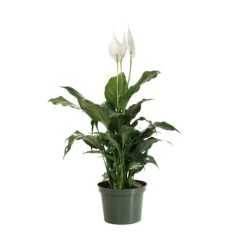 Peace Lily Plant 21 Peace Lily Plant -Garden Plant Store LIL PEA.6