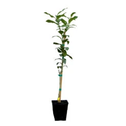 Key Lime Tree 17 Key Lime Tree -Garden Plant Store LIM KEY 12 QT