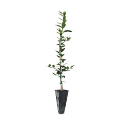 Key Lime Tree 15 Key Lime Tree -Garden Plant Store LIM KEY 23 C