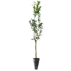 Key Lime Tree 16 Key Lime Tree -Garden Plant Store LIM KEY 34 C