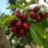 Lapins Cherry Tree -Garden Plant Store Lapins Cherry Tree FGT 600x600 0220b9db e1f1 4a63 bdc5 243c6c0fbfb6