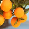 Lane Late Navel Orange -Garden Plant Store Late Lane Orange FGT 600x600 c4f236f7 c645 4f93 8660 8105f35ecf3a