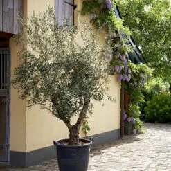 Lecciana Olive Tree 9 Lecciana Olive Tree -Garden Plant Store Lecciana Olive Tree 2