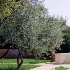 Lecciana Olive Tree 10 Lecciana Olive Tree -Garden Plant Store Lecciana Olive Tree 3