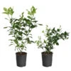 Meyer Lemon + Key Lime Bush Pack 1 Meyer Lemon + Key Lime Bush Pack -Garden Plant Store Lemon and LimeBushes 600x600 f4eb854f 8bc3 4a71 97e4 c0c5ff000e80