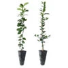 Meyer Lemon + Key Lime Tree Pack 1 Meyer Lemon + Key Lime Tree Pack -Garden Plant Store Lemon and LimeTrees 600x600 7e66b743 a12b 4add 8d38 f0bb875cf7b0