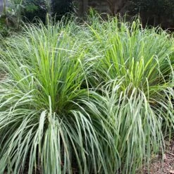 Lemon Grass Plant (Cymbopogon Citratus) -Garden Plant Store Lemon Grass 4